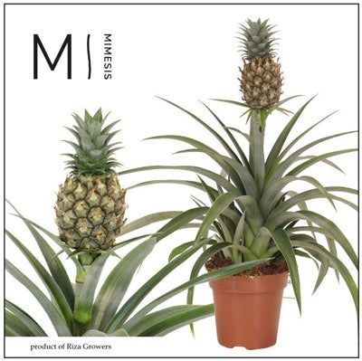 Planta naturala Ananas Mi Amigo H35 cm PS12 cm in pamant