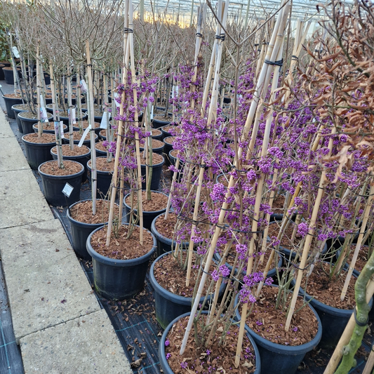 Planta naturala Andere H160cm Callicarpa bodinieri 'Profusion' PS40/ in pamant