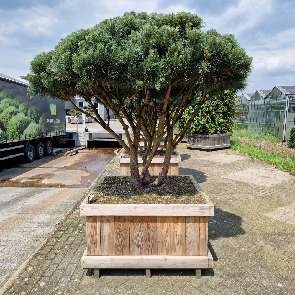 Planta naturala Andere H240cm Pinus sylvestris 'Watereri' PS110/ in pamant