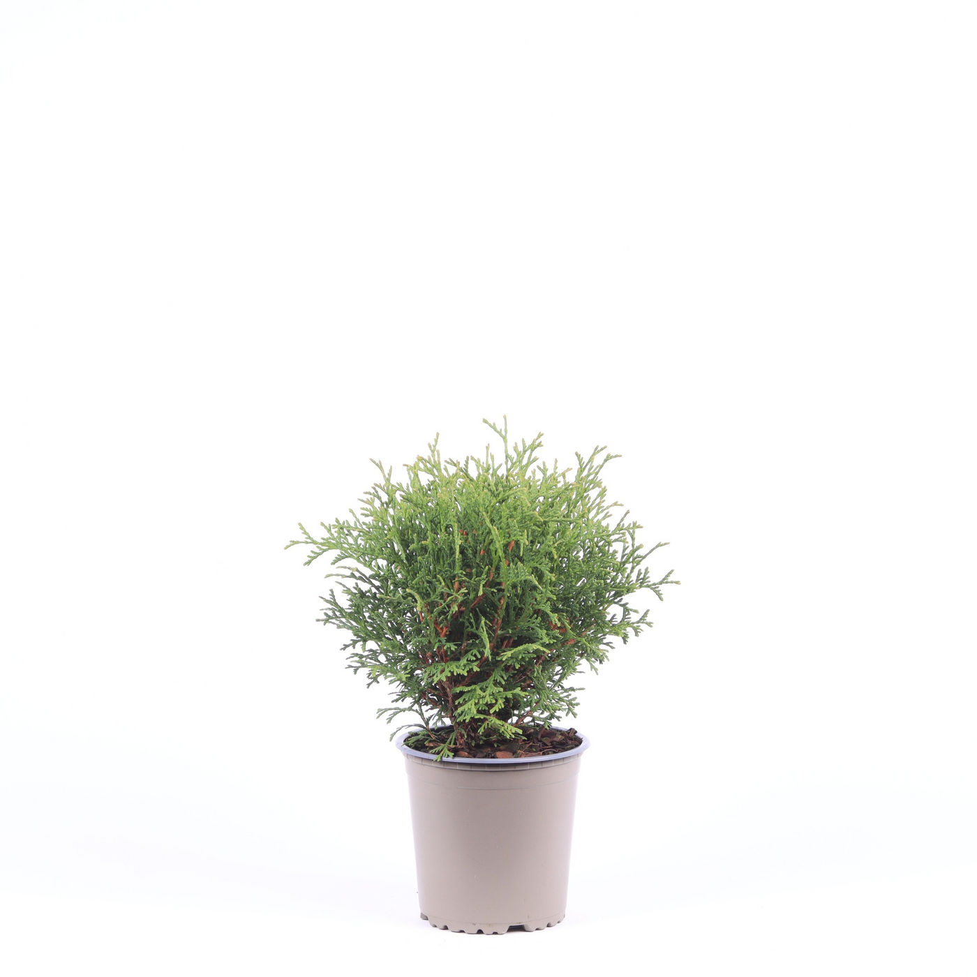 Planta naturala Andere H25cm Thuja occidentalis 'Tiny Tim' PS13/ in pamant