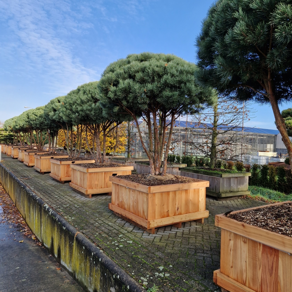 Planta naturala Andere H290cm Pinus sylvestris 'Watereri' PS120/ in pamant