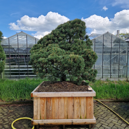 Planta naturala Andere H350cm Pinus sylvestris Norsky PS130/ in pamant