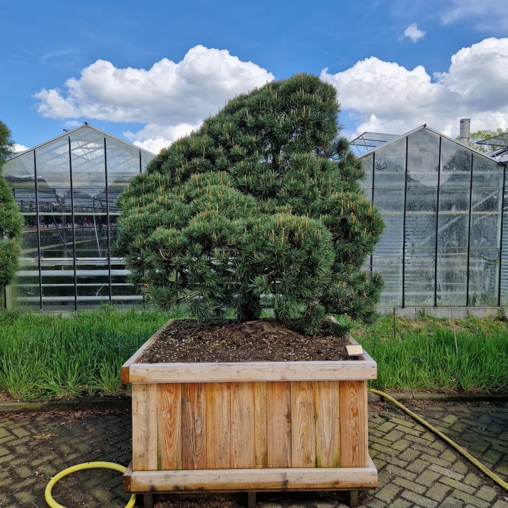 Planta naturala Andere H350cm Pinus sylvestris Norsky PS130/ in pamant