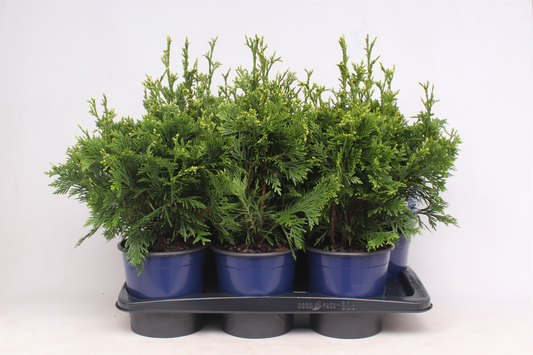 Planta naturala Andere H45cm Thuja plicata 'Can-Can' PS17/ in pamant
