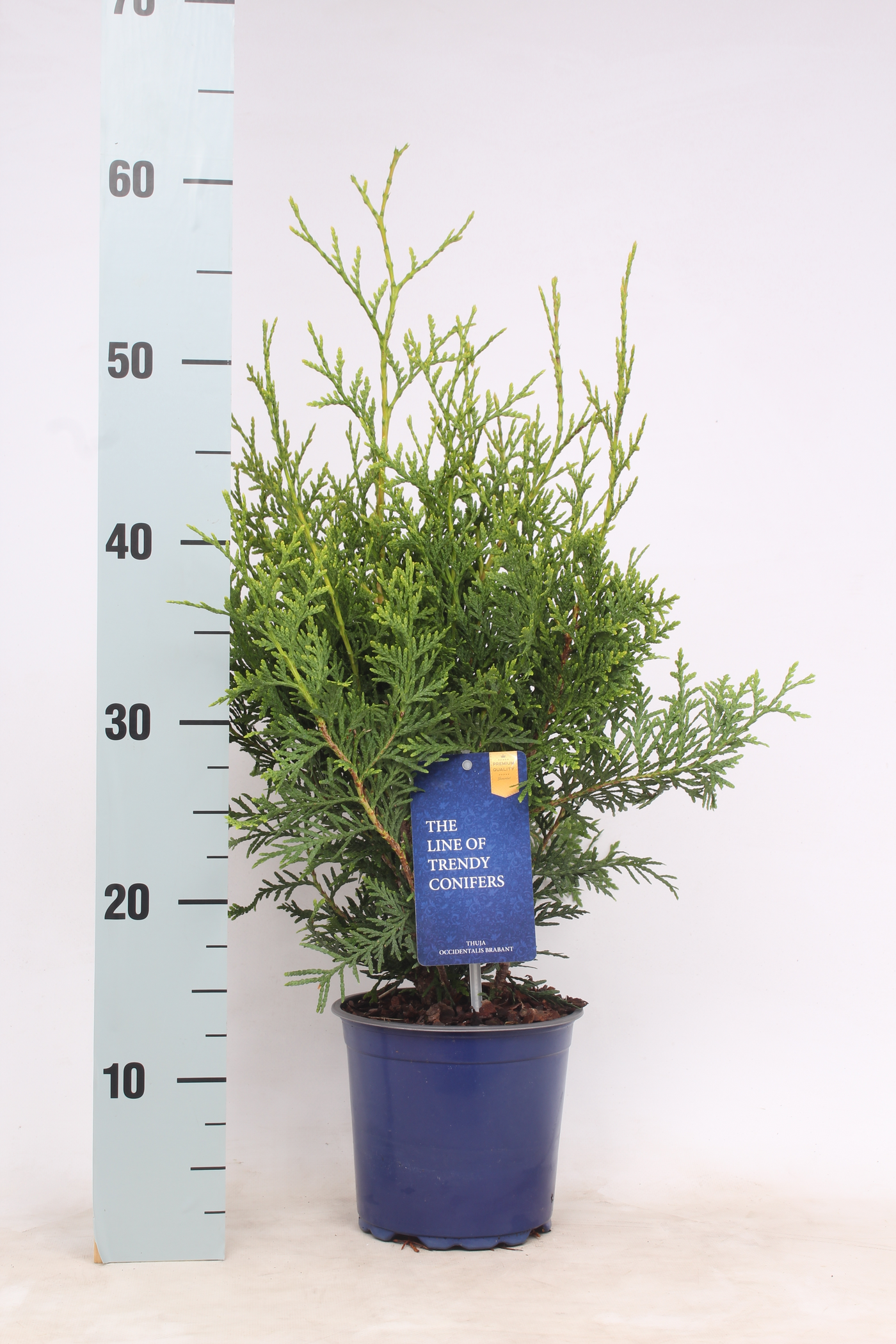 Planta naturala Andere H60cm Thuja occidentalis 'Brabant' PS15/ in pamant