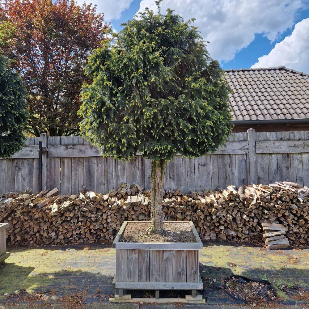 Planta naturala Andere H80cm Taxus baccata 'Dovastoniana' PS120/ in pamant