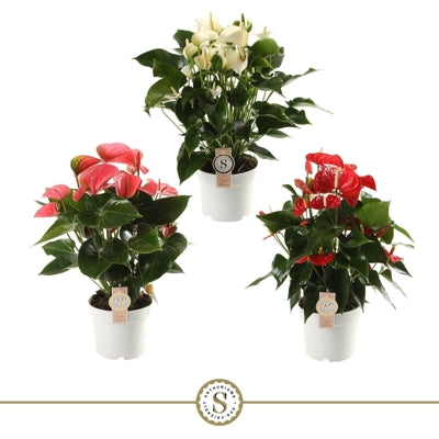 Planta naturala Anthurium (Andreanum) mixed 3 colours H60 cm PS17 cm in pamant