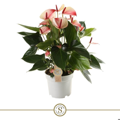 Planta naturala Anthurium (Andreanum) Mystique H55 cm PS17 cm in pamant