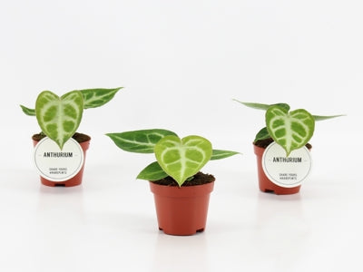 Planta naturala Anthurium H15 cm PS6 cm in pamant