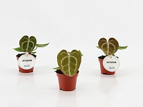 Planta naturala Anthurium H15 cm PS6 cm in pamant