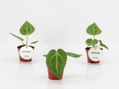 Planta naturala Anthurium H20 cm PS6 cm in pamant