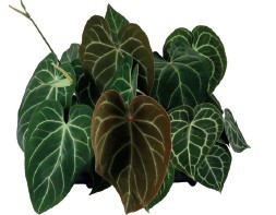 Planta naturala Anthurium mix PS12/ in pamant
