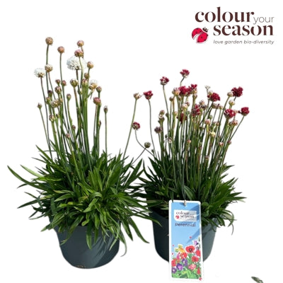 Planta naturala Armeria pseudarmeria H50 cm PS19 cm in pamant