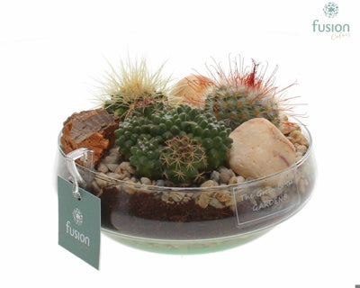 Planta naturala Arr. Cactus H% H20 cm PS15 cm in pamant
