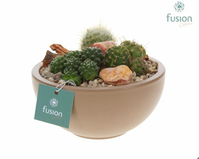 Planta naturala Arr. Cactus H% H25 cm PS15 cm in pamant