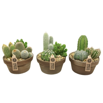 Planta naturala Arr. Cactus H30 cm PS17 cm in pamant