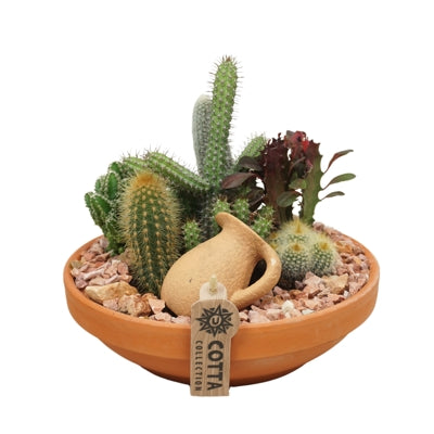 Planta naturala Arr. Cactus H30 cm PS24 cm in pamant