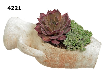 Planta naturala Arr. Sempervivum H20 cm PS21 cm in pamant