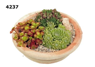 Planta naturala Arr. Sempervivum H20 cm PS23 cm in pamant