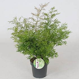 Planta naturala Asparagus densiflorus 'Cwebe' H35 cm PS12 cm in pamant