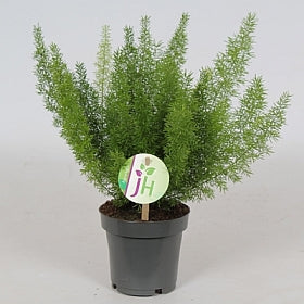 Planta naturala Asparagus densiflorus 'Myers' H35 cm PS12 cm in pamant