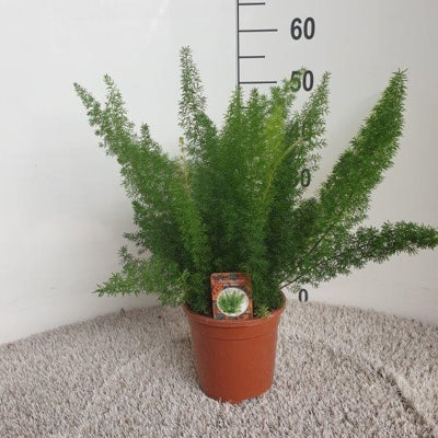 Planta naturala Asparagus densiflorus 'Myers' H45 cm PS17 cm in pamant