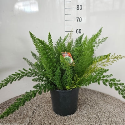 Planta naturala Asparagus densiflorus 'Myers' H60 cm PS27 cm in pamant
