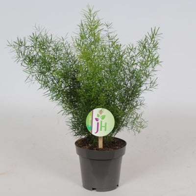 Planta naturala Asparagus densiflorus 'Sprengeri' H30 cm PS12 cm in pamant