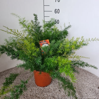 Planta naturala Asparagus densiflorus 'Sprengeri' H50 cm PS21 cm in pamant