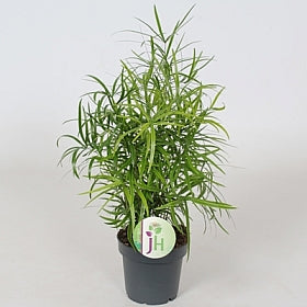 Planta naturala Asparagus falcatus H35 cm PS12 cm in pamant