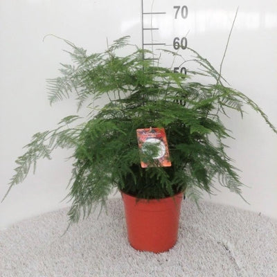 Planta naturala Asparagus setaceus H60 cm PS21 cm in pamant