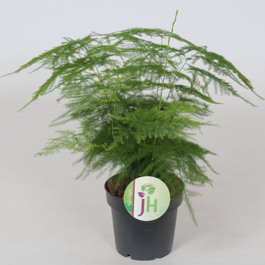 Planta naturala Asparagus setaceus Plumosus H30 cm PS12 cm in pamant