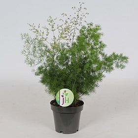 Planta naturala Asparagus umbellatus H35 cm PS12 cm in pamant