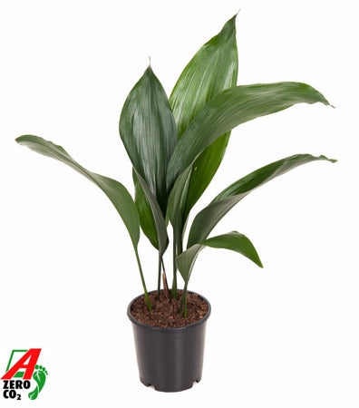 Planta naturala Aspidistra elatior H50 cm PS13 cm in pamant