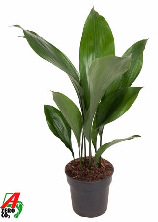 Planta naturala Aspidistra elatior H60 cm PS15 cm in pamant