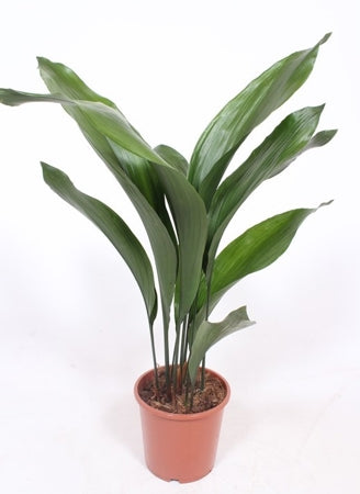 Planta naturala Aspidistra elatior H70 cm PS17 cm in pamant