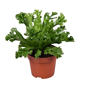 Planta naturala Asplenium antiquum 'Leslie' H25 cm PS12 cm in pamant