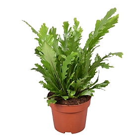 Planta naturala Asplenium nidus 'Campio' H25 cm PS12 cm in pamant