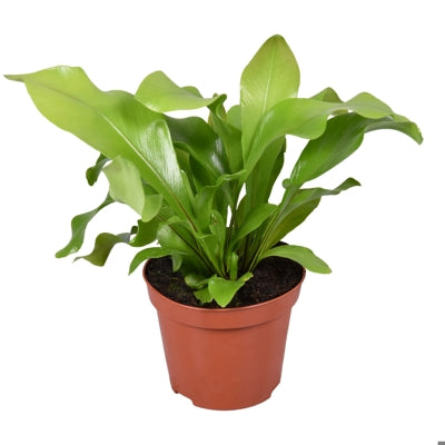 Planta naturala Asplenium nidus H20 cm PS8 cm in pamant
