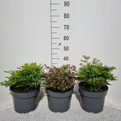 Planta naturala Astilbe mixed H35 cm PS26 cm in pamant