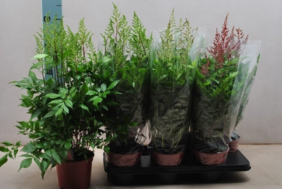 Planta naturala Astilbe mixed H55 cm PS15 cm in pamant