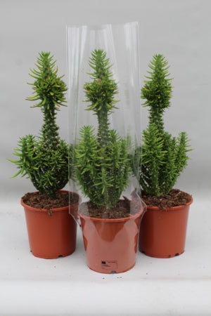Planta naturala Austrocylindropuntia subulata H50 cm PS17 cm in pamant
