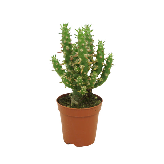 Planta naturala Austrocylindropuntia subulata H8 cm PS5.5 cm in pamant