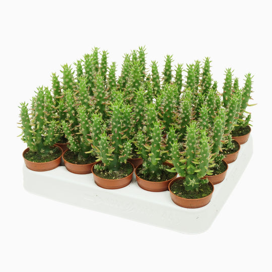 Planta naturala Austrocylindropuntia subulata H8 cm PS5.5 cm in pamant