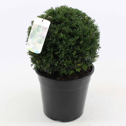 Planta naturala Ball 25cm H45cm Taxus baccata PS25/ in pamant