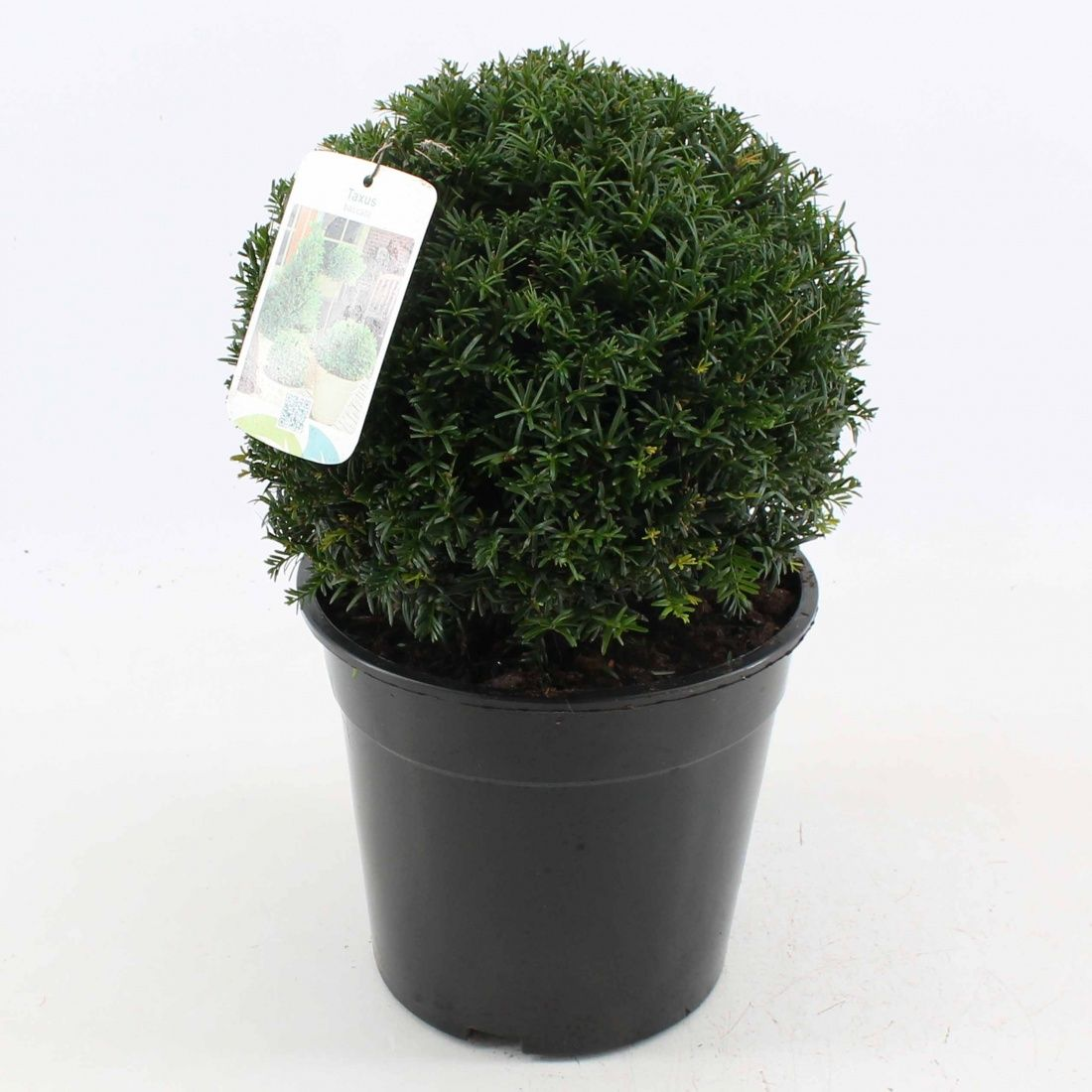 Planta naturala Ball 25cm H45cm Taxus baccata PS25/ in pamant