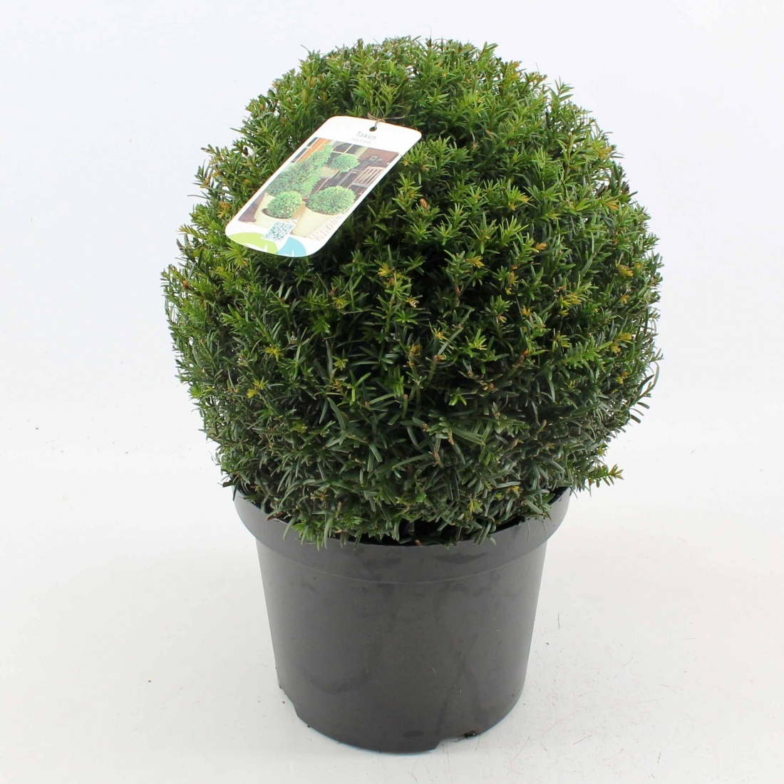 Planta naturala Ball 30cm H50cm Taxus baccata PS26/ in pamant