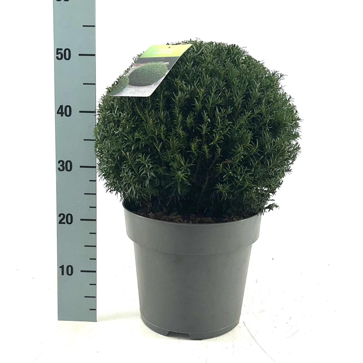 Planta naturala Ball 35cm H55cm Taxus baccata PS29/ in pamant
