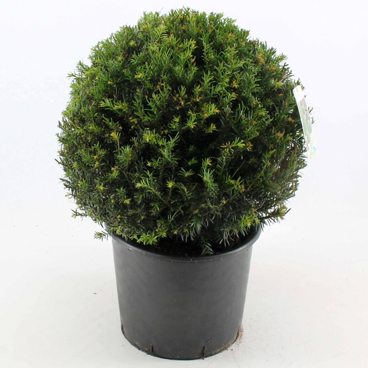 Planta naturala Ball 40cm H60cm Taxus baccata PS32/ in pamant
