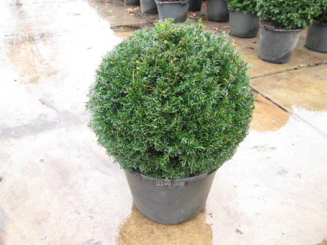Planta naturala Ball 50cm H50cm Taxus baccata PS40/ in pamant